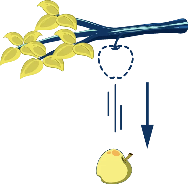 Illustration d’une branche d’arbre de laquelle on voit tomber une pomme. Une ligne pointillée montre l’emplacement de la pomme avant sa chute et une flèche pointant vers le bas ou la pomme est tombée, indique la force de gravité.