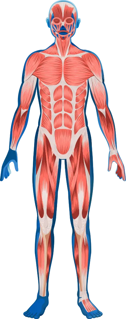 Illustration montrant la vue interne d’un corps humain avec tout son système musculaire, des pieds à la tête.