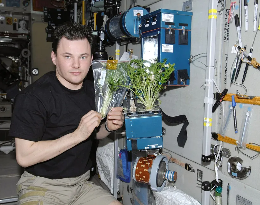 Le cosmonaute russe, Roman Romanenko, pose en tenant des pousses de plantes issues de l’expérience de croissance sur la charge utile BIO-5 Rasteniya-2 (Plants-2) dans le module de service Zvezda de la Station spatiale internationale.